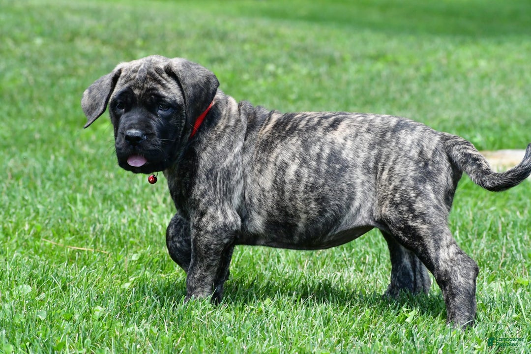 English Mastiff dogs for sale: Vicky - Image 7