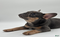French Bulldog dogs for sale: Montreal - Image 7