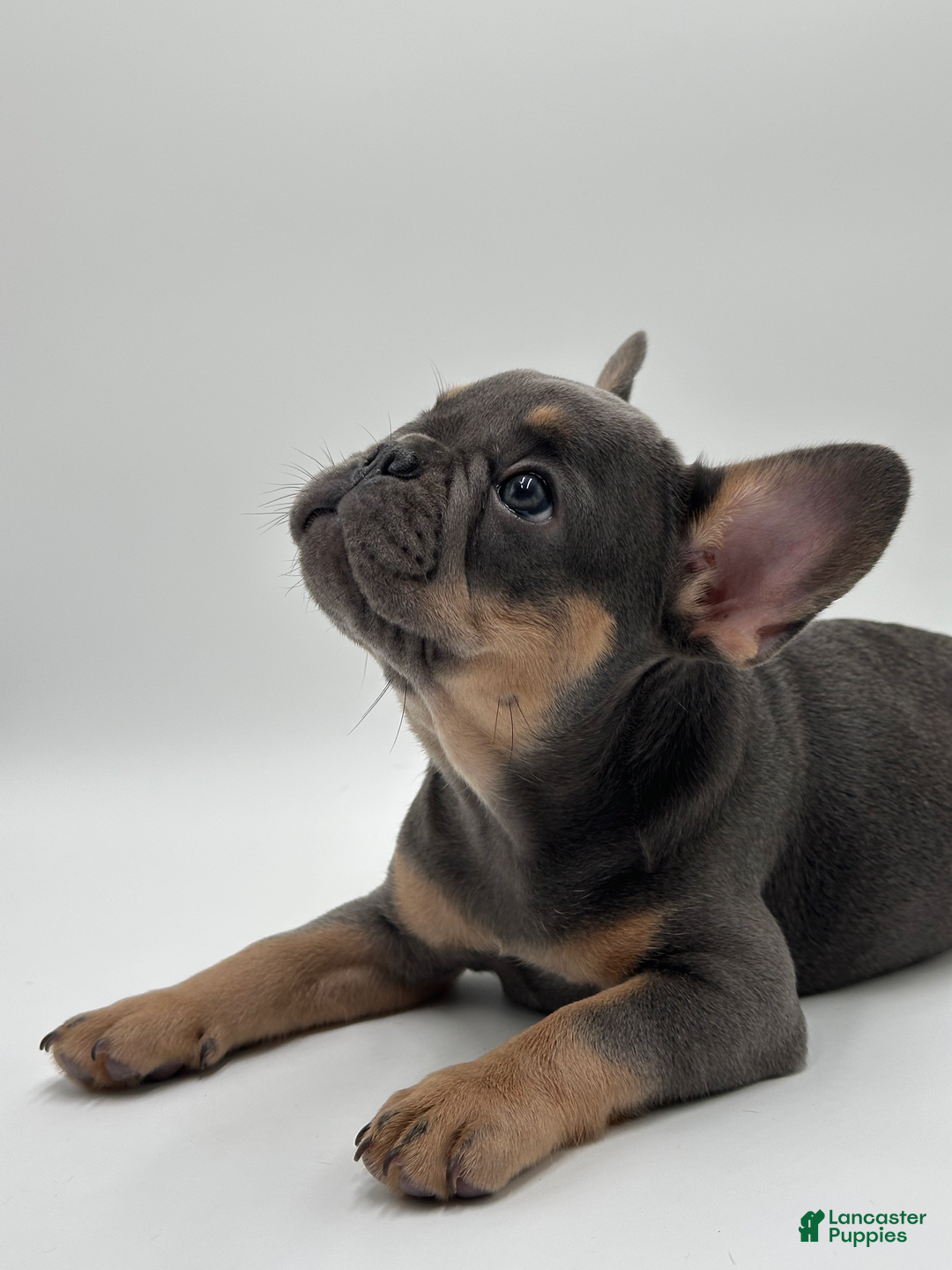 French Bulldog dogs for sale: Montreal - Image 7