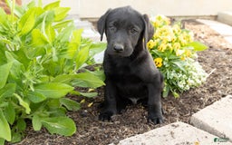 Labrador Retriever dogs for sale: Buddy - Image 2