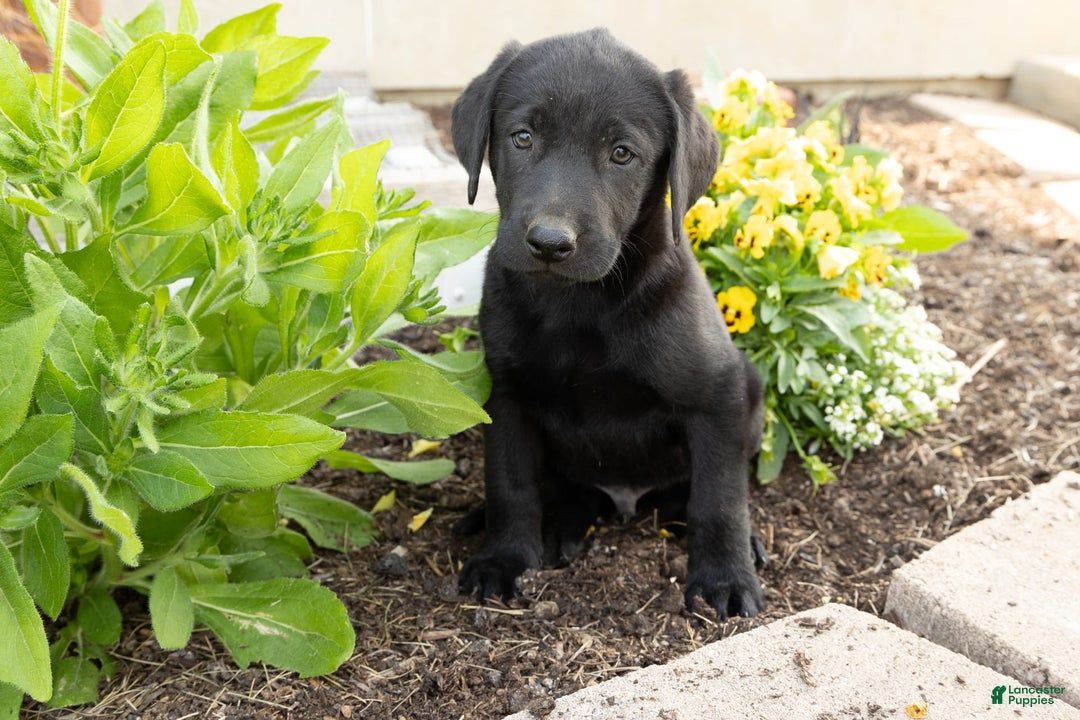 Labrador Retriever dogs for sale: Buddy - Image 2