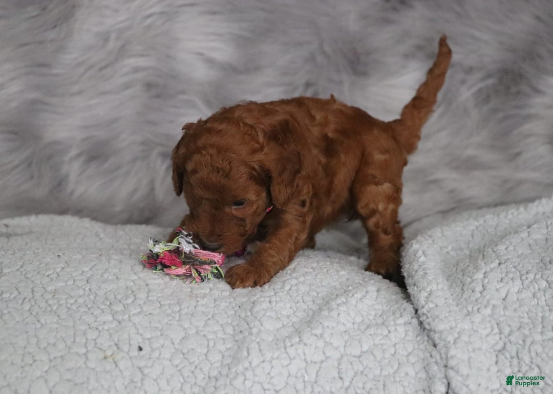 Mini Goldendoodle dogs for sale: Cinnamon - Image 13