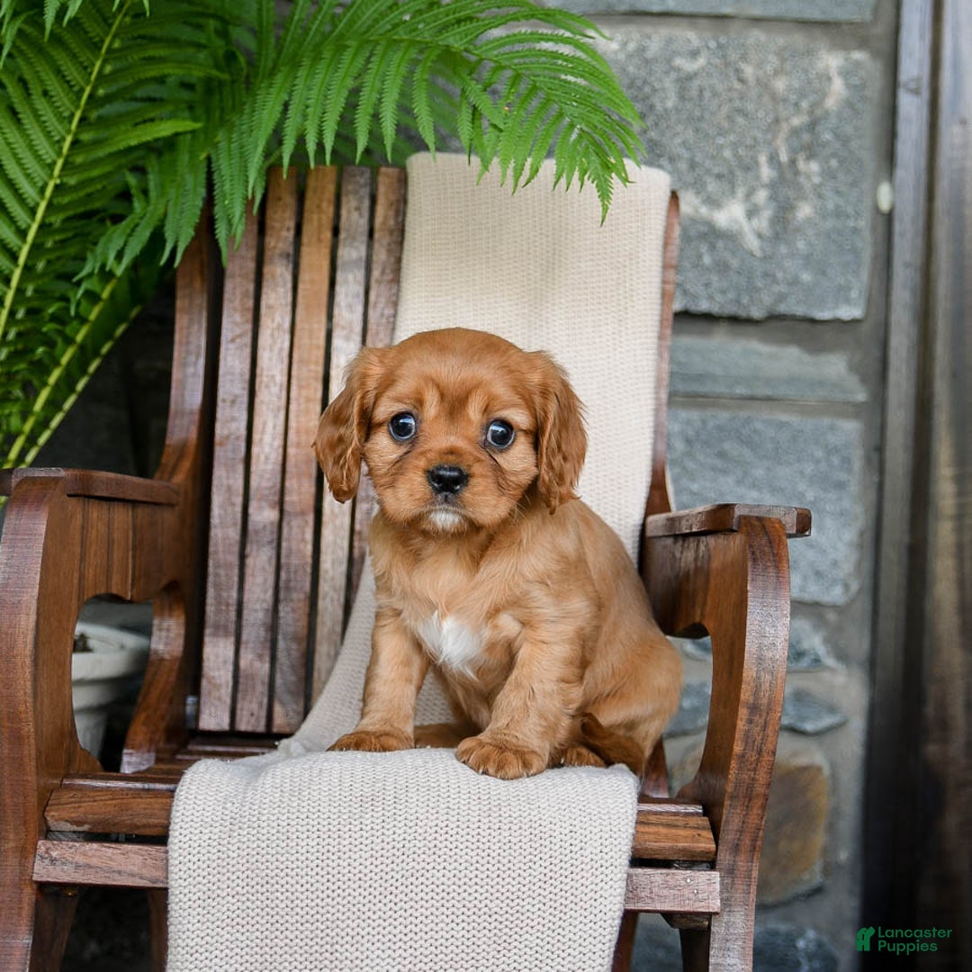 Cavalier King Charles Spaniel dogs for sale: Sunrise - Image 3