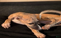 Whippet dogs for sale: Billy - Image 6