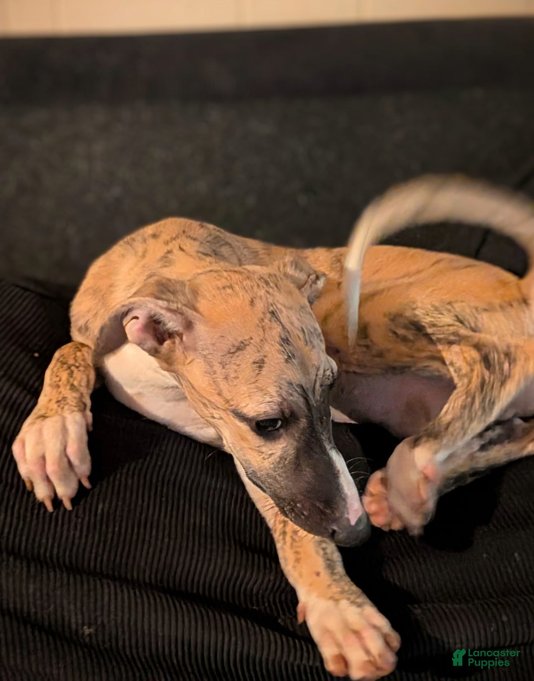 Whippet dogs for sale: Billy - Image 6
