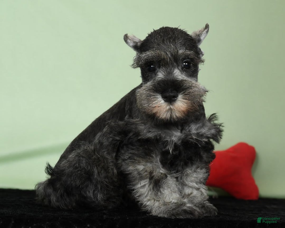 Miniature Schnauzer dogs for sale: Ike - Image 3