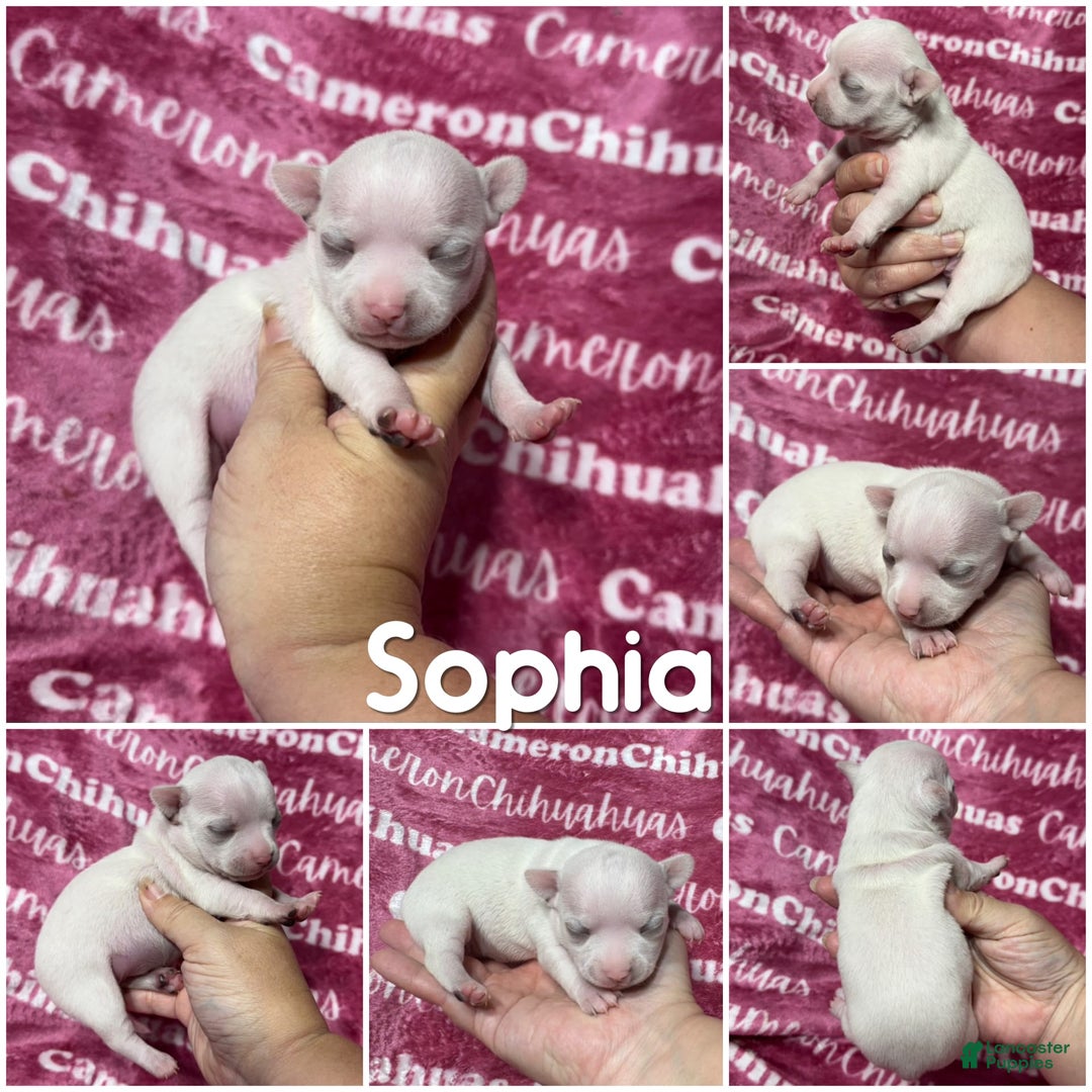 Chihuahua dogs for sale: Sophia Short Coat - Image 5