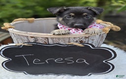 German Shepherd dogs for sale: Teresa - Image 3