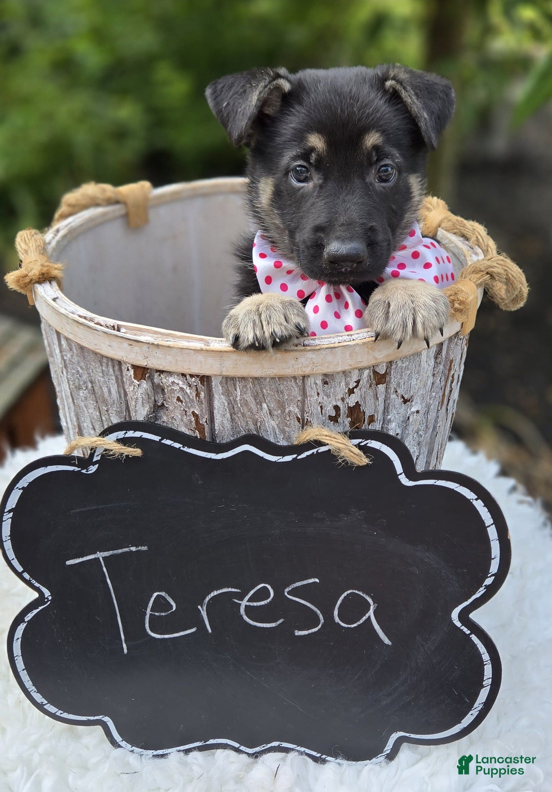 German Shepherd dogs for sale: Teresa - Image 3