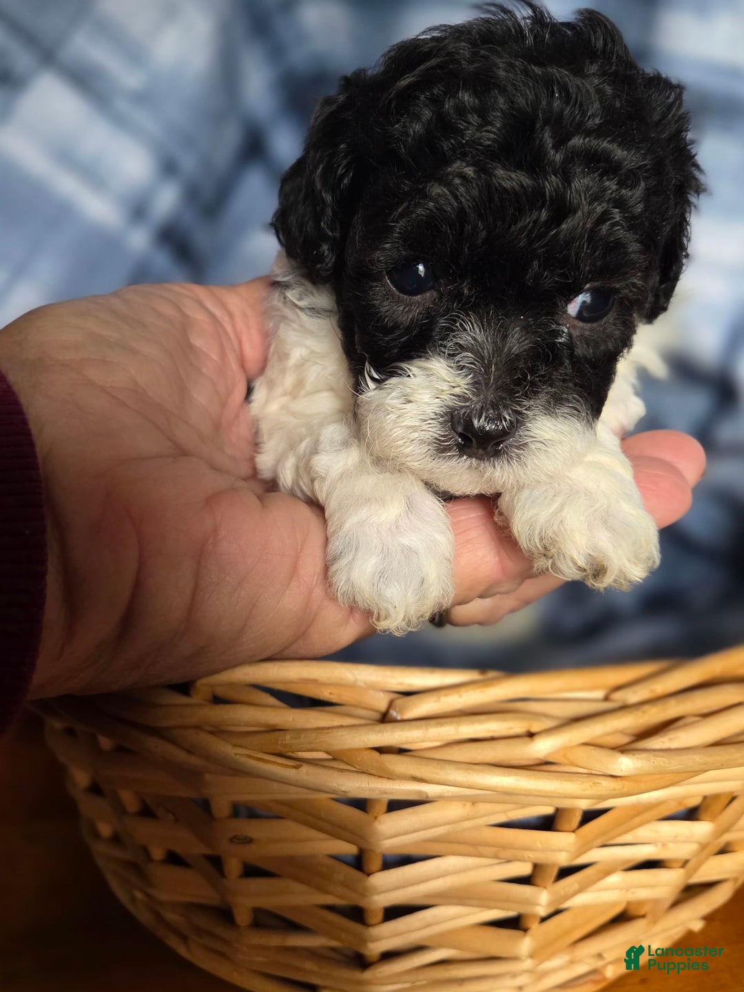 Toy Poodle dogs for sale: Paisley 3rd Girl - Image 2