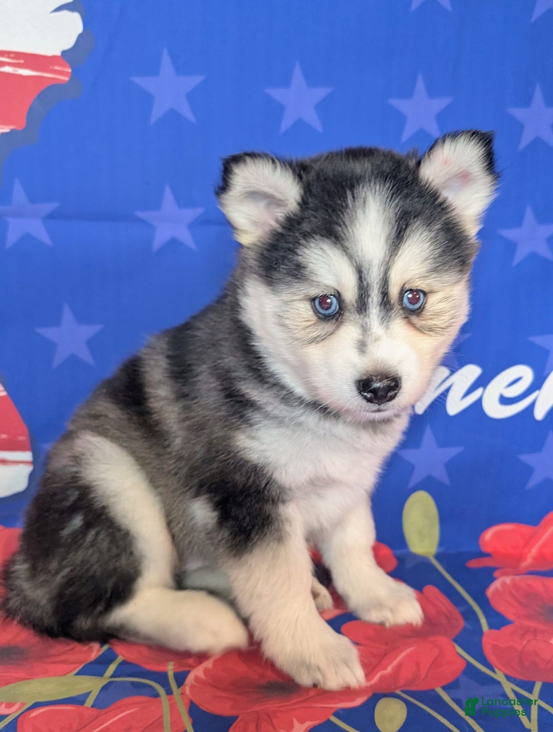 Pomsky dogs for sale: Mystique - Image 1