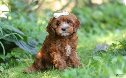 Cavapoo dogs for sale: Dolly - Image 9