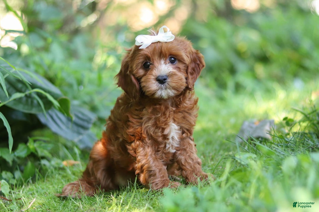 Cavapoo dogs for sale: Dolly - Image 9