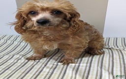 Cavapoo dogs for sale: Abby - Image 8