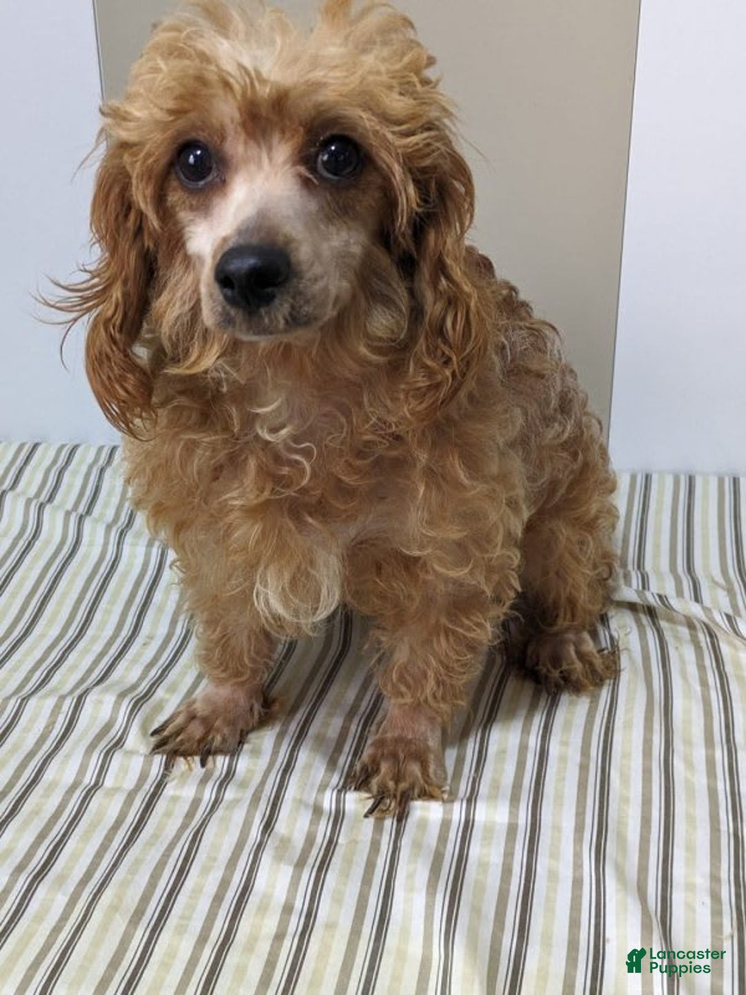 Cavapoo dogs for sale: Abby - Image 8