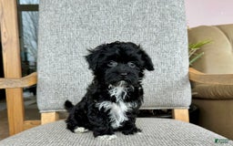 Havapoo dogs for sale: Lenny - Image 6