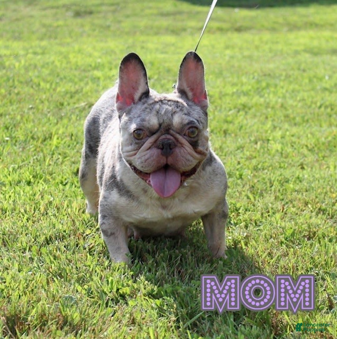 French Bulldog dogs for sale: Frankie - Image 7