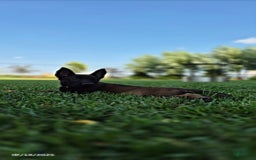 Belgian Malinois dogs for sale: Lark - Image 3