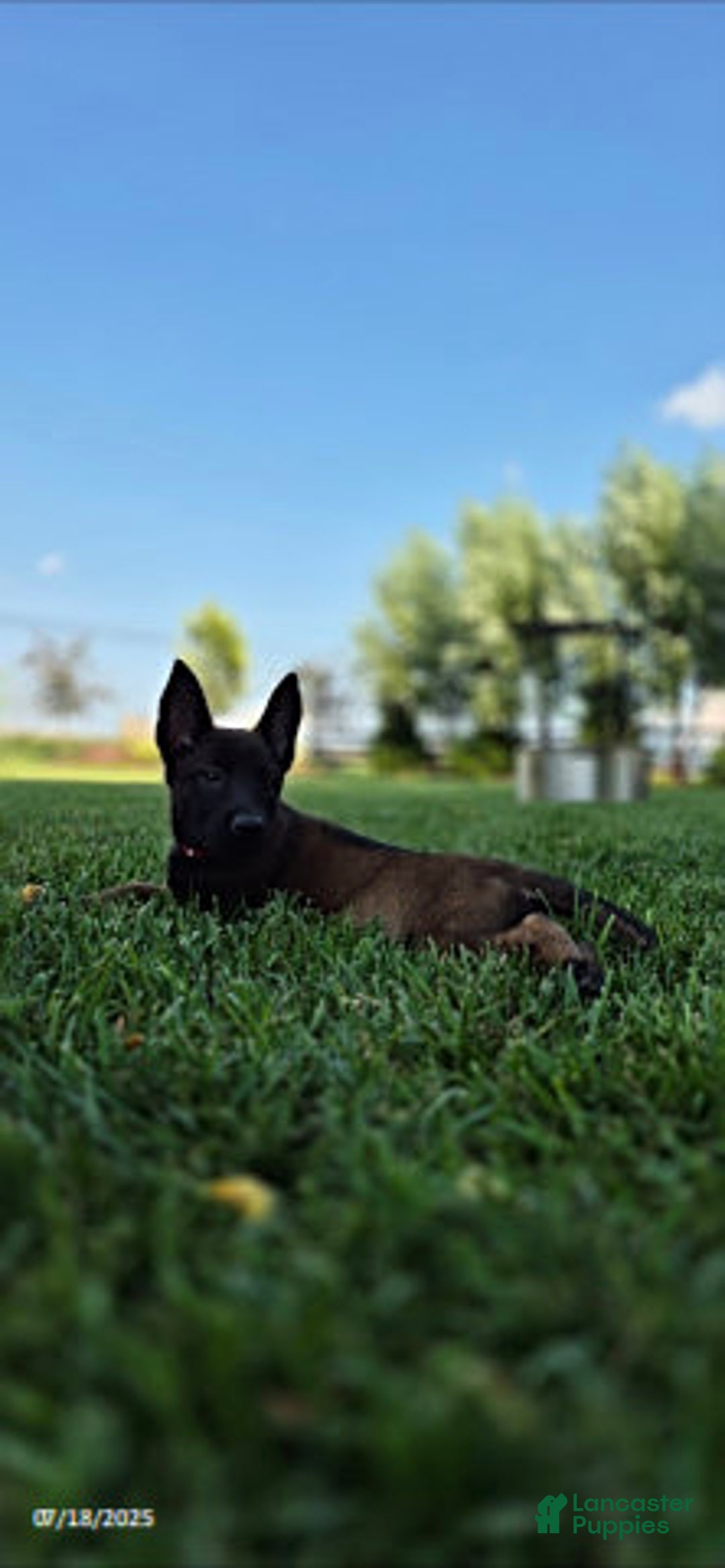 Belgian Malinois dogs for sale: Lark - Image 3