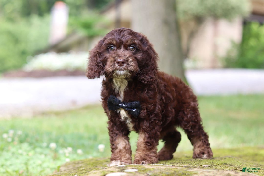Cockapoo dogs for sale: Kane - Image 14