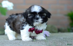 Shih Tzu dogs for sale: Archie - Image 2