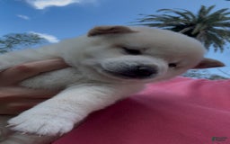 Shiba Inu dogs for sale: Yuki - Image 7