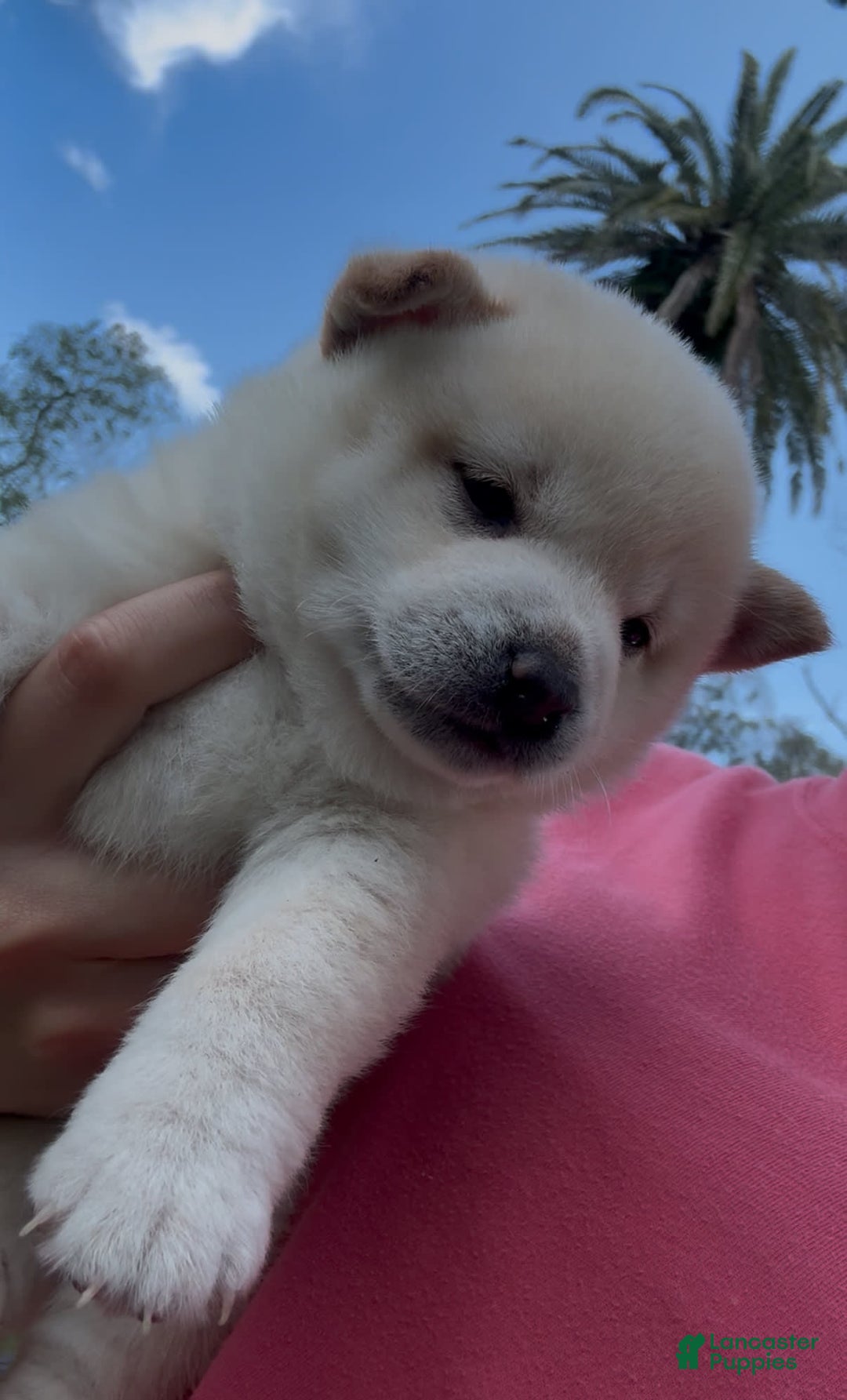 Shiba Inu dogs for sale: Yuki - Image 7