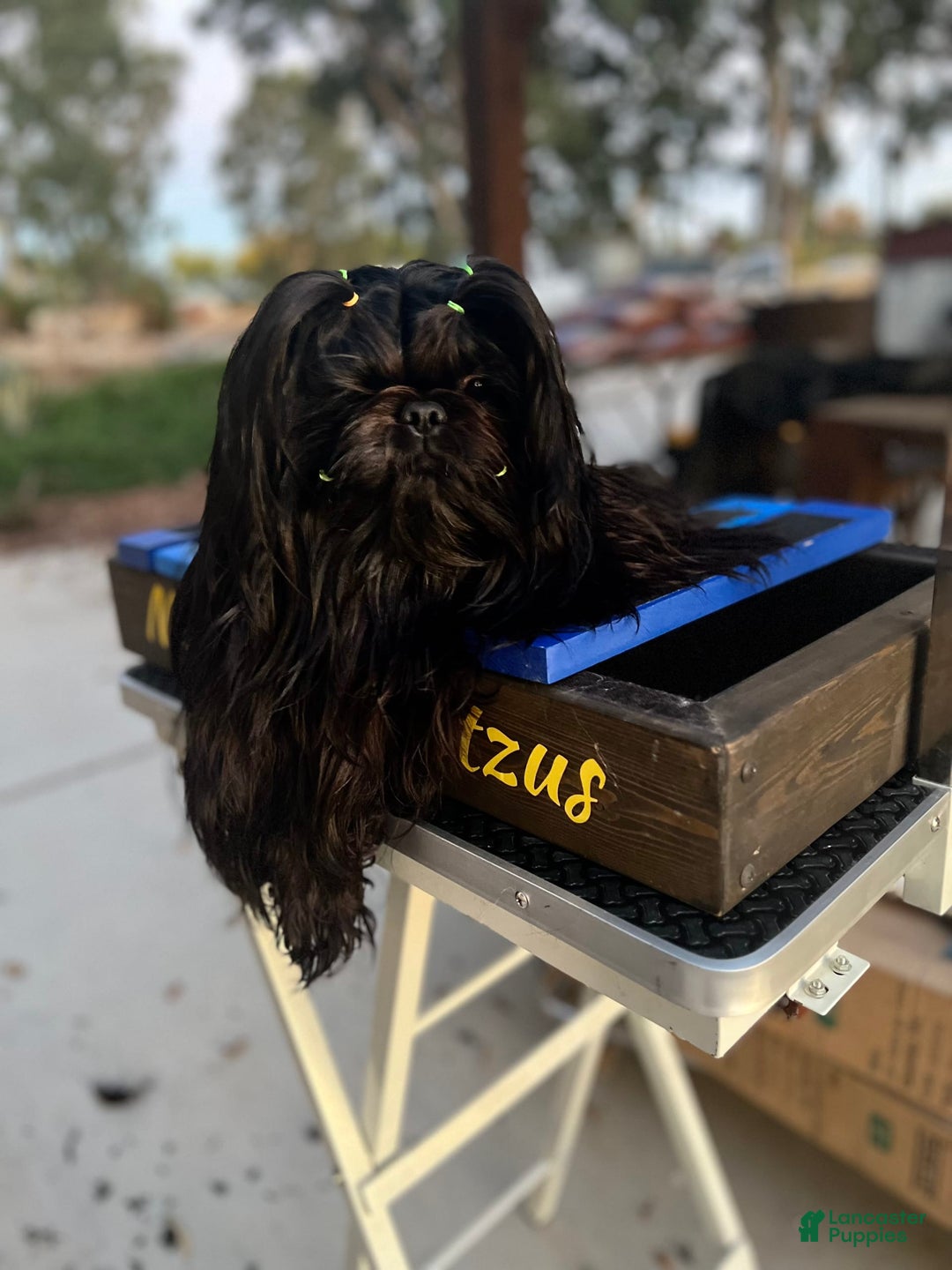 Shih Tzu dogs for sale: Spice - Image 6