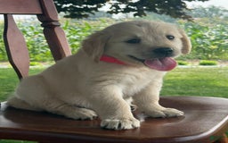 Golden Retriever dogs for sale: Joyful Jewel - Image 10