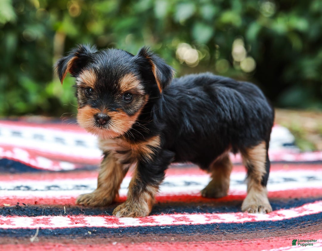Yorkshire Terrier dogs for sale: Olivia Teacup - Image 1