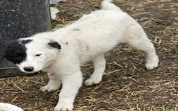 Border Collie dogs for sale: Divvy - Image 24