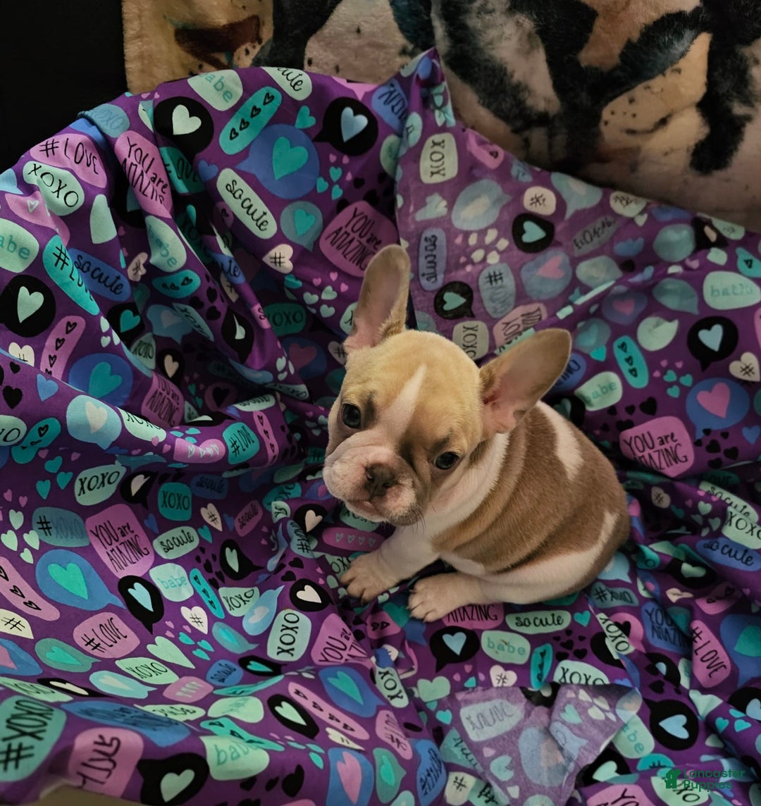 French Bulldog dogs for sale: April - Image 6