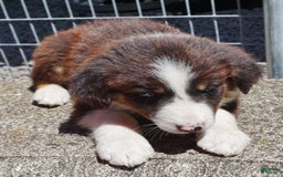 Border Collie dogs for sale: Allen - Image 4