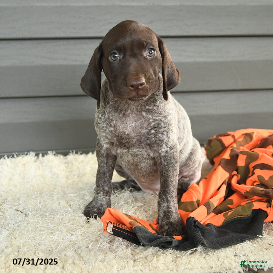 German Shorthaired Pointer dogs for sale: Amber - Image 2