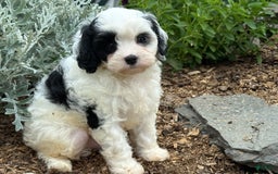 Cavapoo dogs for sale: Casper - Image 7