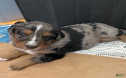 Australian Shepherd dogs for sale: Wyatt Earp - Image 2