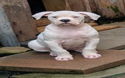 American Bulldog dogs for sale: Briar Rose - Image 1