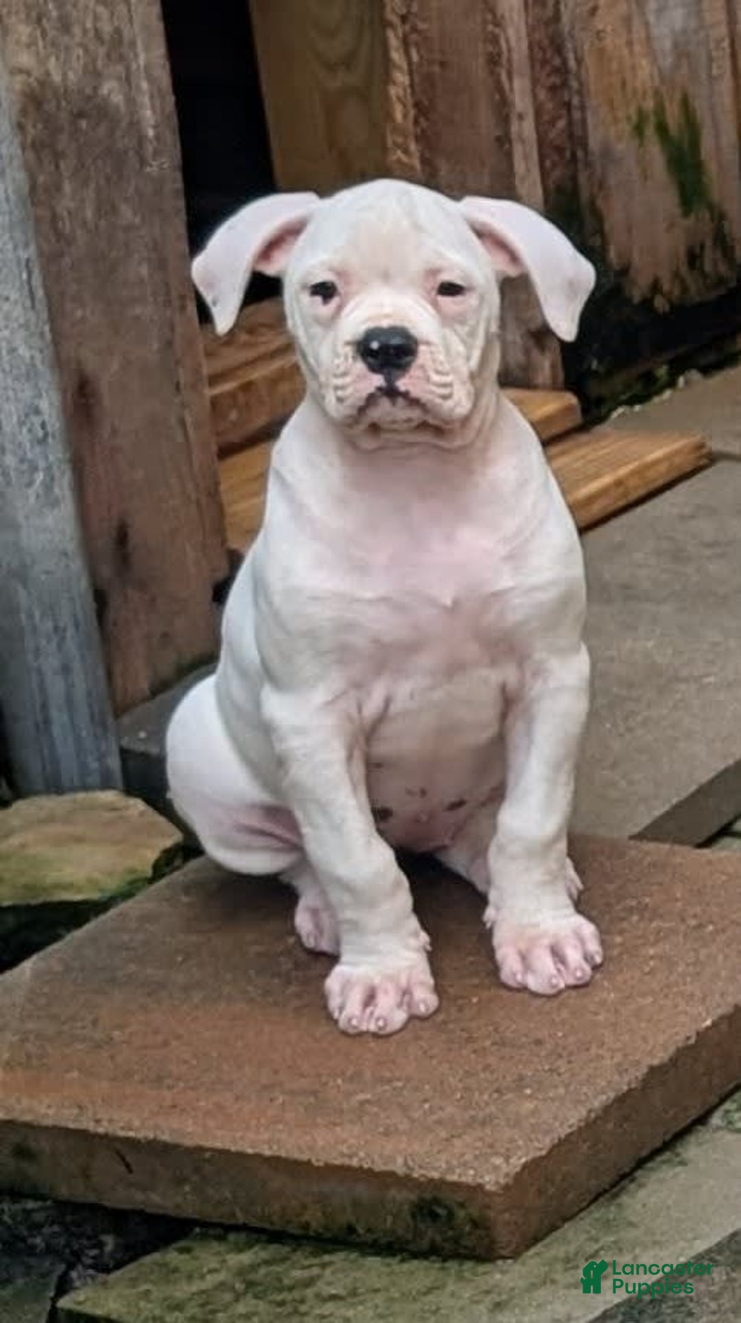 American Bulldog dogs for sale: Briar Rose - Image 1