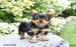 Yorkshire Terrier dogs for sale: Rascal - Image 5