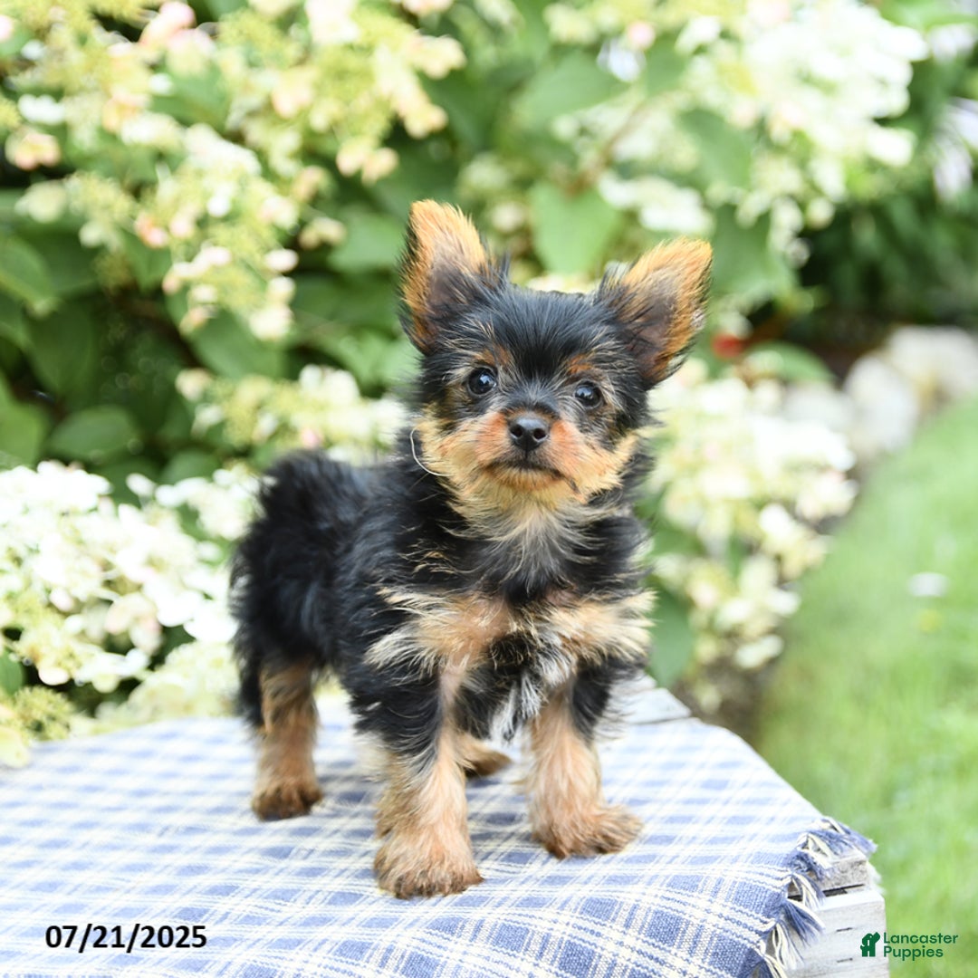 Yorkshire Terrier dogs for sale: Rascal - Image 5