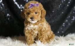 Toy Poodle dogs for sale: Naveen - Image 6