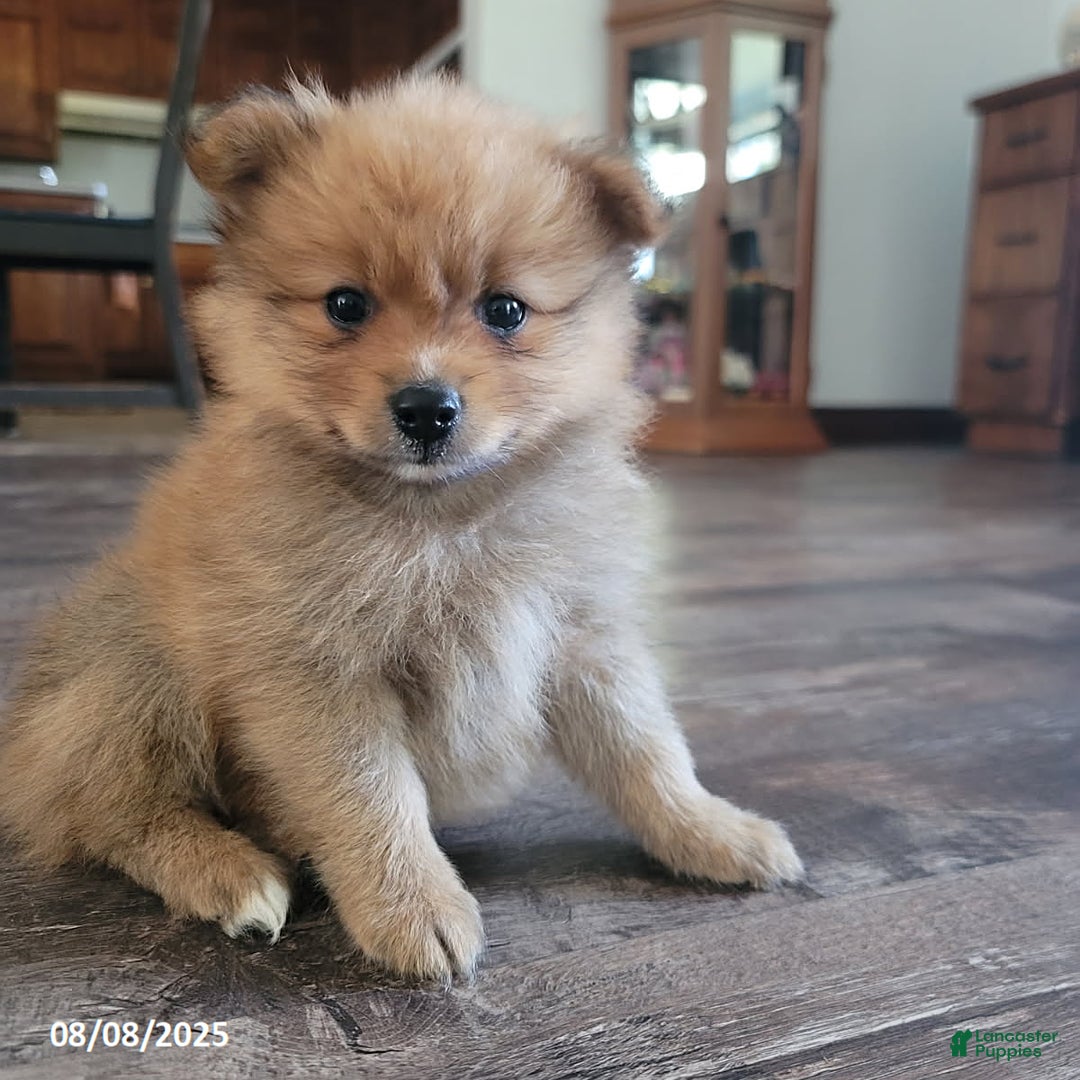 Pomeranian dogs for sale: Brad - Image 1