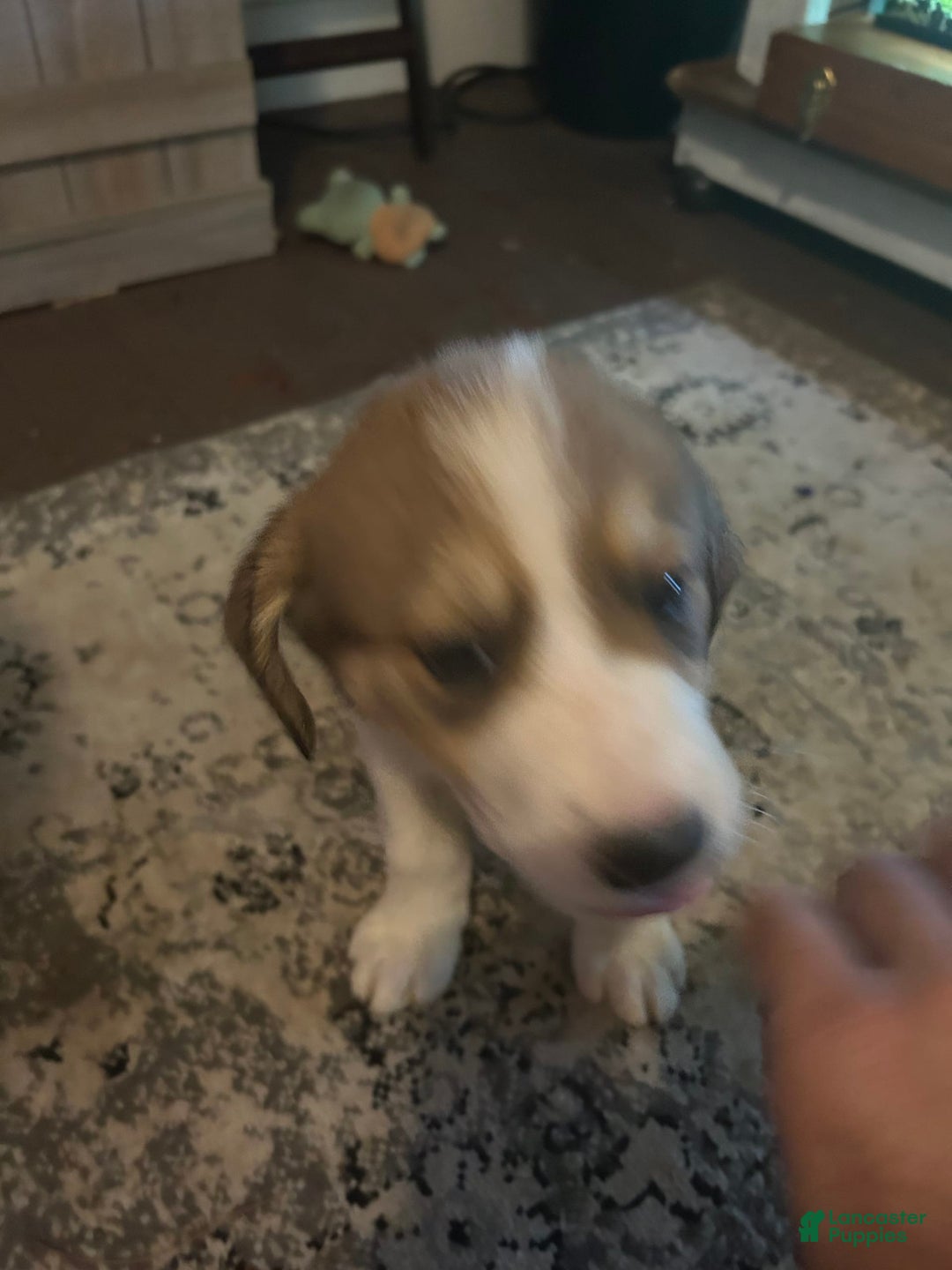 Great Pyrenees dogs for sale: Dutchess - Image 1