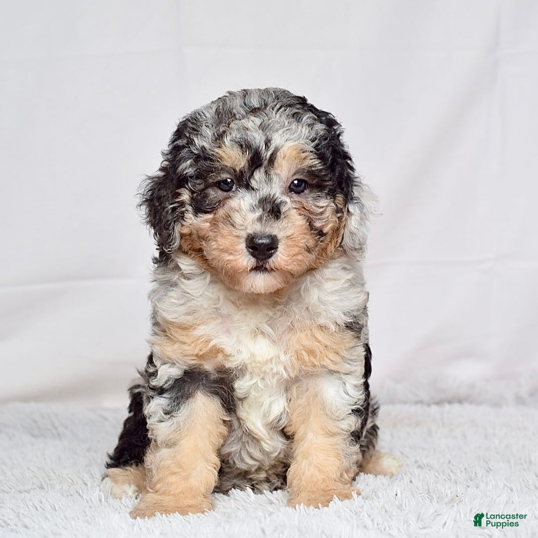 Mini Goldendoodle dogs for sale: Ms. Macy - Image 5