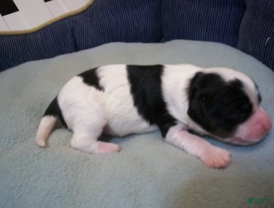Cavapoo dogs for sale: Oliver - Image 7