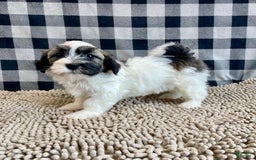 Havanese dogs for sale: Jesse - Image 1