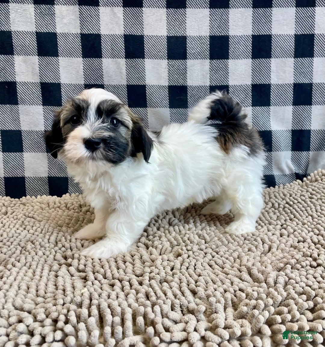 Havanese dogs for sale: Jesse - Image 1