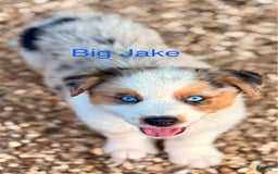 Australian Shepherd dogs for sale: Big Jake - Image 2