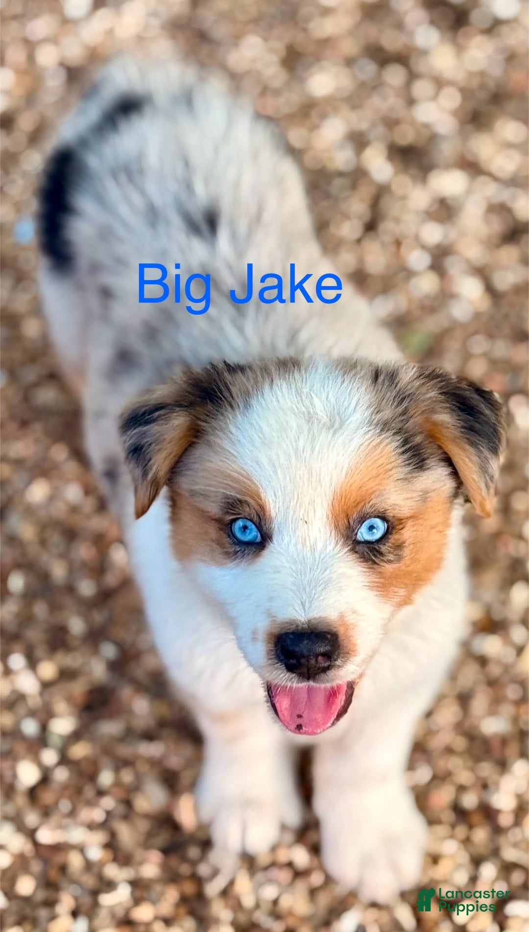 Australian Shepherd dogs for sale: Big Jake - Image 2