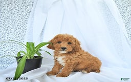 Mini Goldendoodle dogs for sale: Maverick - Image 4